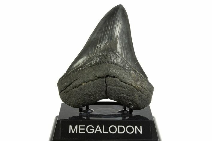 Serrated, Fossil Megalodon Tooth - South Carolina #344560